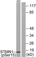 Op18 (phospho Ser16) Polyclonal Antibody