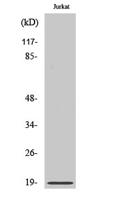 Op18 (phospho Ser25) Polyclonal Antibody