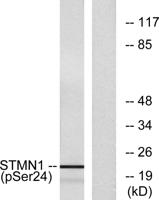 Op18 (phospho Ser25) Polyclonal Antibody