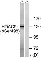 HDAC5 (phospho Ser498) Polyclonal Antibody