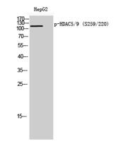 HDAC5/9 (phospho Ser259/220) Polyclonal Antibody