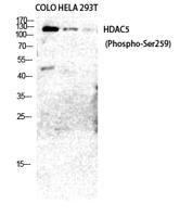 HDAC5/9 (phospho Ser259/220) Polyclonal Antibody