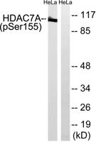 HDAC7 (phospho Ser155) Polyclonal Antibody