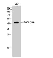 HDAC8 (phospho Ser39) Polyclonal Antibody