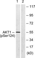 Akt (phospho Ser124) Polyclonal Antibody