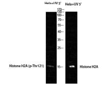 Histone H2A (phospho Thr121) Polyclonal Antibody