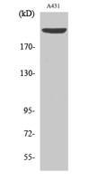 Separase (phospho Ser801) Polyclonal Antibody