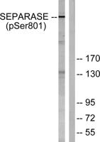 Separase (phospho Ser801) Polyclonal Antibody