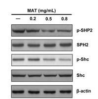 Shc (phospho Tyr349) Polyclonal Antibody