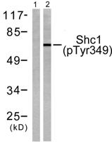 Shc (phospho Tyr349) Polyclonal Antibody