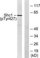 Shc (phospho Tyr427) Polyclonal Antibody