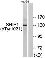 SHIP-1 (phospho Tyr1021) Polyclonal Antibody