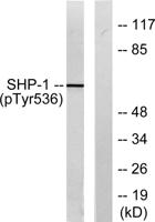 SH-PTP1 (phospho Tyr536) Polyclonal Antibody