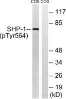 SH-PTP1 (phospho Tyr564) Polyclonal Antibody