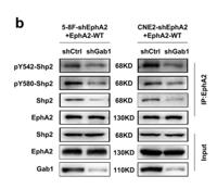 SH-PTP2 (phospho Tyr542) Polyclonal Antibody