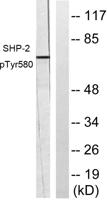 SH-PTP2 (phospho Tyr580) Polyclonal Antibody