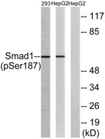 Smad1 (phospho Ser187) Polyclonal Antibody