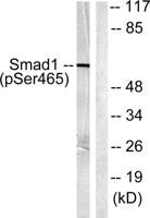 Smad1 (phospho Ser465) Polyclonal Antibody