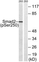 Smad2 (phospho Ser250) Polyclonal Antibody