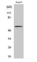 Smad2 (phospho Ser467) Polyclonal Antibody