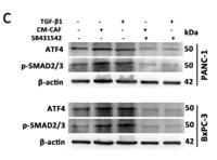 Smad2/3 (phospho Thr8) Polyclonal Antibody