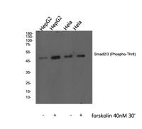 Smad2/3 (phospho Thr8) Polyclonal Antibody