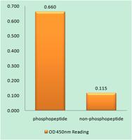 Smad2/3 (phospho Thr8) Polyclonal Antibody