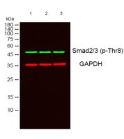 Smad2/3 (phospho Thr8) Polyclonal Antibody