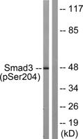 Smad3 (phospho Ser204) Polyclonal Antibody