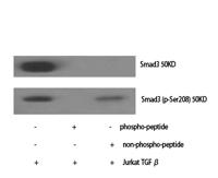 Smad3 (phospho Ser208) Polyclonal Antibody