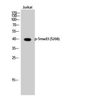 Smad3 (phospho Ser208) Polyclonal Antibody