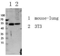 Smad3 (Phospho Ser213) Antibody