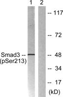 Smad3 (phospho Ser213) Polyclonal Antibody