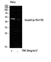 Smad3 (phospho Thr179) Polyclonal Antibody