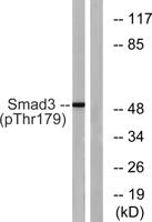 Smad3 (phospho Thr179) Polyclonal Antibody