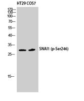 SNAI 1 (phospho Ser246) Polyclonal Antibody