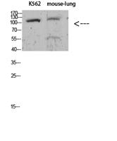 Sodium Potassium ATPase alpha-1 (Phospho Tyr260) Antibody