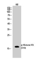 Histone H3 (phospho Ser10) Polyclonal Antibody