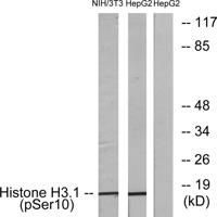 Histone H3 (phospho Ser10) Polyclonal Antibody