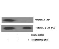 Histone H3 (phospho Ser28) Polyclonal Antibody