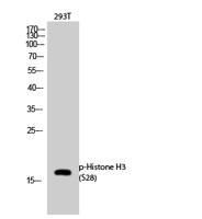 Histone H3 (phospho Ser28) Polyclonal Antibody