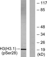 Histone H3 (phospho Ser28) Polyclonal Antibody