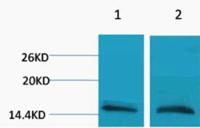 Histone H3 (Mono Methyl Arg26) Polyclonal Antibody