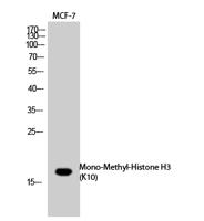 Histone H3 (Mono Methyl Lys10) Polyclonal Antibody