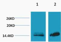 Histone H3 (Mono Methyl Lys27) Polyclonal Antibody