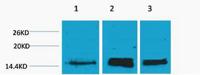 Histone H3 (Mono Methyl Lys36) Polyclonal Antibody