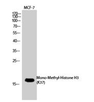 Histone H3 (Mono Methyl Lys37) Polyclonal Antibody