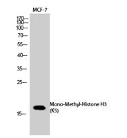 Histone H3 (Mono Methyl Lys4) Polyclonal Antibody