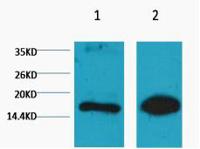 Histone H3 (Mono Methyl Lys9) Monoclonal Antibody(1E8)