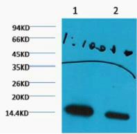 Histone H3 (Di Methyl Lys27) Monoclonal Antibody(3B12)